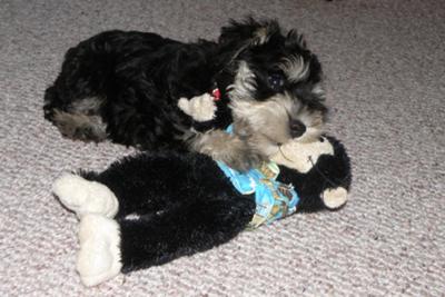 Miniature Schnauzer Neeka