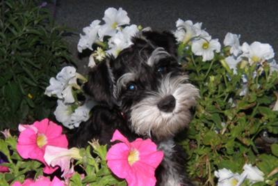 Miniature Schnauzer Neeka