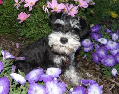 Miniature Schnauzer Neeka