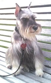 Miniature Schnauzer Neko