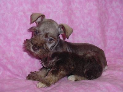 Miniature Schnauzer Puppy