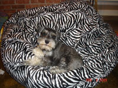 Miniature Schnauzer Otto at 4 Months