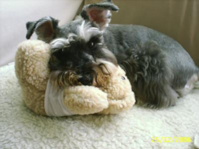 Miniature Schnauzer, Don't touch my toy! It's MINE!!