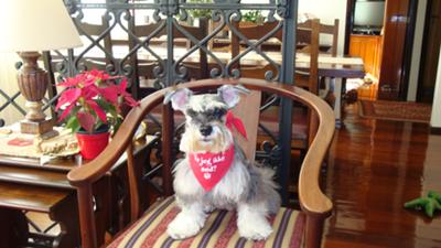 Pepper on Xmas Day with a new bandana