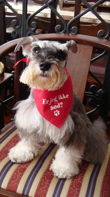 Schnauzer Pepper - This is my happy face