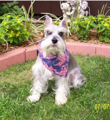 Miniature Schnauzer Petey