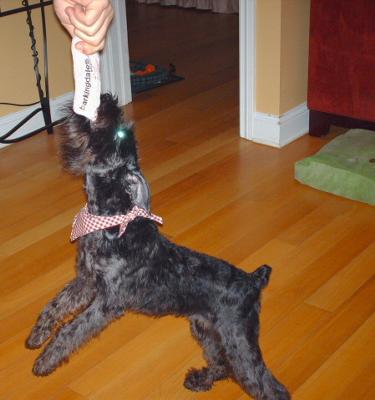 Miniature Schnauzer, Loves a good Tug-A-War!