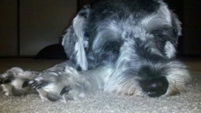 taking a little schnauzie snooze time!
