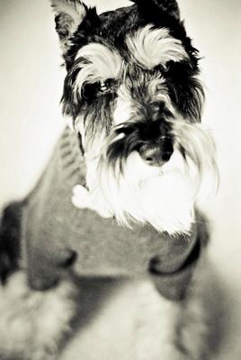 Miniature Schnauzer, Model Behavior