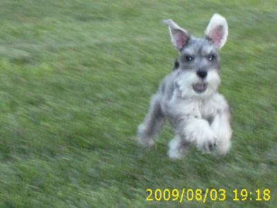 Miniature Schnauzer Rocky