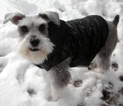 Miniature Schnauzer Rocky Roo