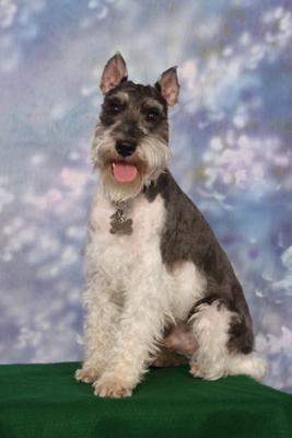 Miniature Schnauzer Rocky II