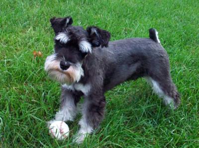 1 year old mini schnauzer