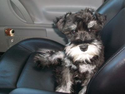 Miniature Schnauzer, Roody Vance