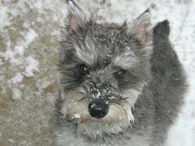 Miniature Schnauzer Roxanne