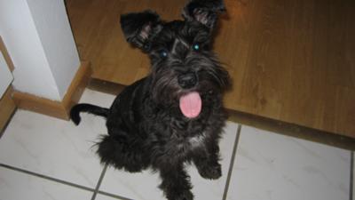 Miniature Schnauzer Roxy