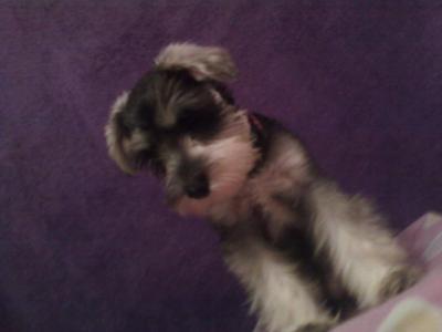 Miniature Schnauzer Puppy Roxy