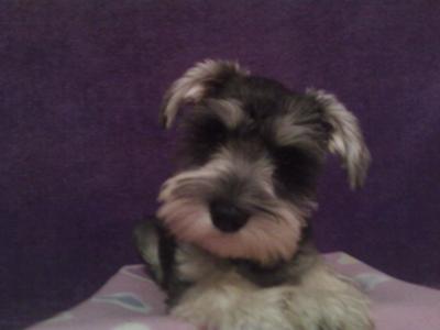 Miniature Schnauzer Puppy Roxy