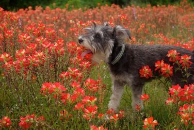 Miniature Schnauzer, Roy Takes a Bite out of Spring