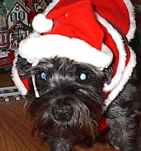 Sabrina in her Santa Hat