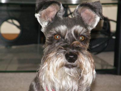 Miniature Schnauzer Sadie