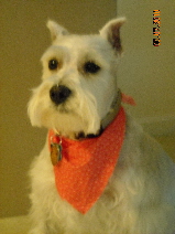 Miniature Schnauzer Sadie Mae