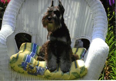 Miniature Schnauzer Sage