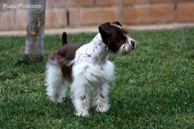 Miniature Schnauzer, 