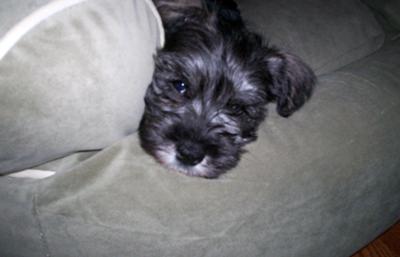 Miniature Schnauzer Puppy Schultz