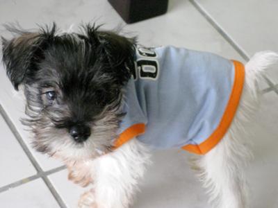 Miniature Schnauzer, One of a Kind!!!!