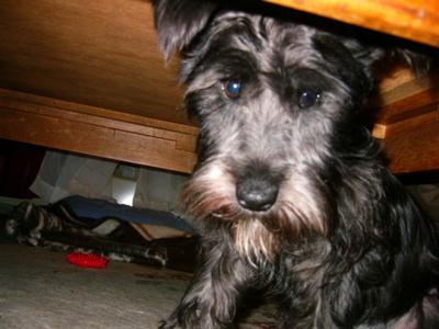 Sookie hiding under the coffe table while we play ball with her