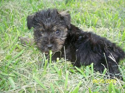 Miniature Schnauzer Puppy