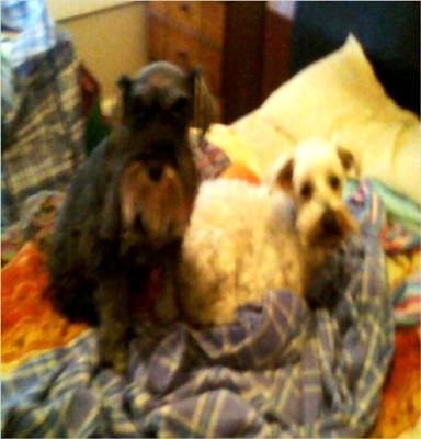 Schnauzer Sybil with Noddy