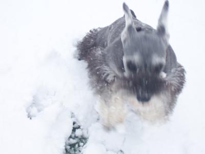 Miniature Schnauzer Taz romping thru snow