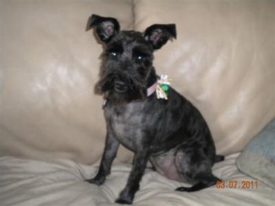 Mini Schnauzer Teasha, sitting pretty