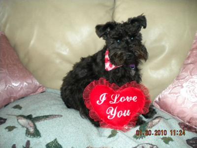 I love You Schnauzer