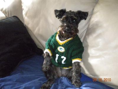 Schnauzer Packers Fan