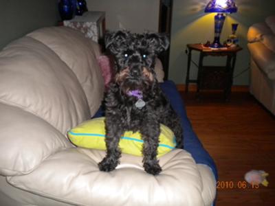 Black Mini Schnauzer Teasha 