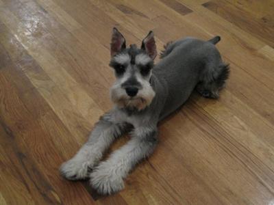 Cute mini hot sale schnauzer