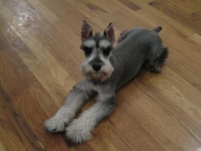 Schnauzer Tyson just being cute 