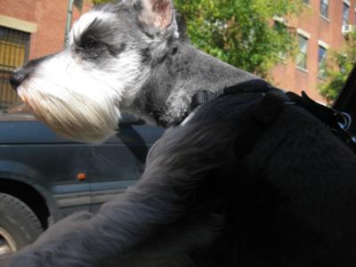 Elegant Tyson the Mini Schnauzer