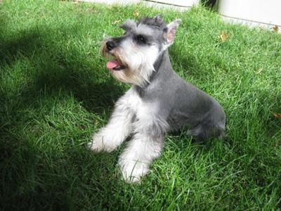 Mini Schnauzer Tyson in the Car