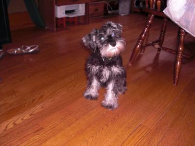 Miniature Schnauzer Winslow