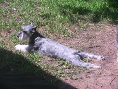 Schnauzer in the Sunshine