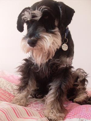 Miniature Schnauzer, Xavier