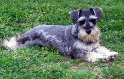 Miniature Schnauzer Alex