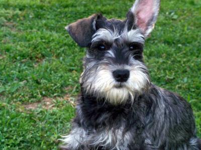 Miniature Schnauzer Hayden