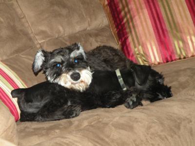 Miniature Schnauzers Dixie and Tex