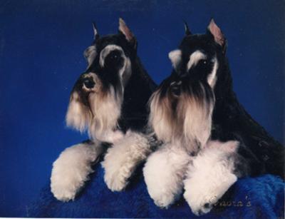 Champion Schnauzers Paycheck and Hotshot