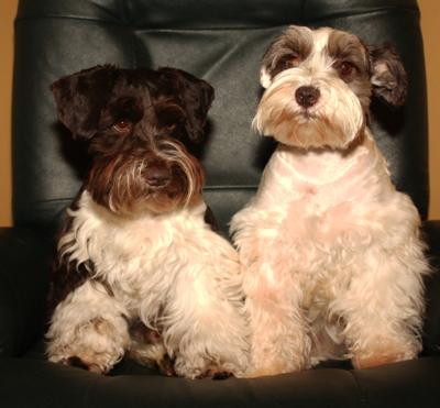 Miniature Schnauzers Sammy and Sophie